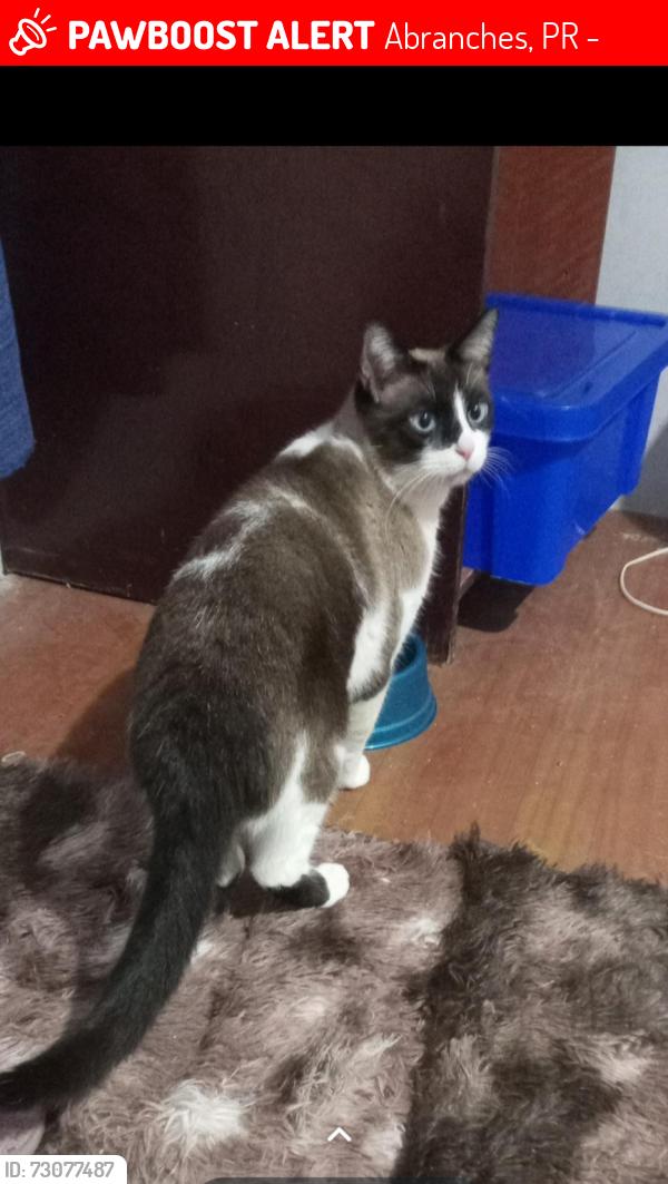 Lost Male Cat last seen Thadeu Wasilewski, Abranches, PR 82220-440