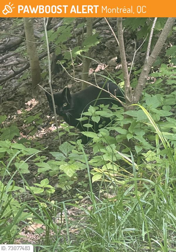 Found/Stray Unknown Cat last seen On the mountain, pathway next to Pins Avenue Ouest, Montréal, QC 