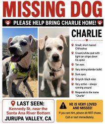 Lost Male Dog last seen Kennedy st near the Santa Ana river bottom, Riverside, CA 92509