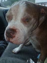 Found/Stray Male Dog last seen Ch james, Cobb County, GA 30127