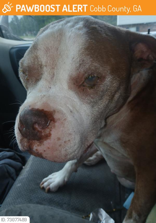Found/Stray Male Dog last seen Ch james, Cobb County, GA 30127
