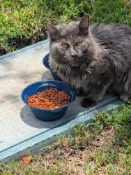 Found/Stray Unknown Cat last seen Daytona Way and Tamiami Avenue, Tampa, FL 33647