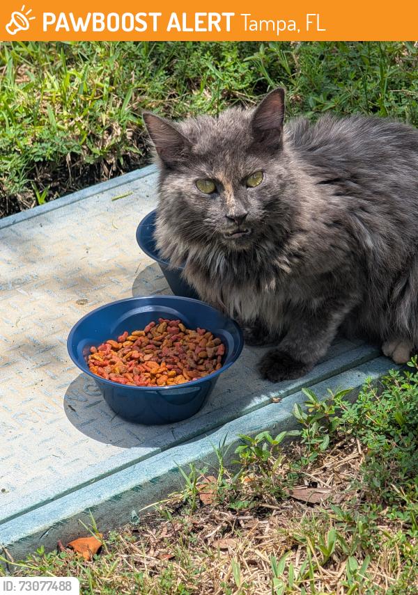 Found/Stray Unknown Cat last seen Daytona Way and Tamiami Avenue, Tampa, FL 33647
