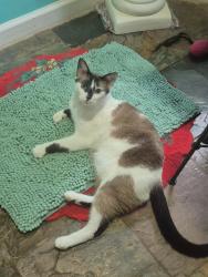 Reunited Male Cat last seen William Blvd., Ridgeland, MS 39157
