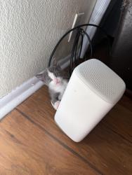 Lost Male Cat last seen Comanche and Carlisle, Albuquerque, NM 87107