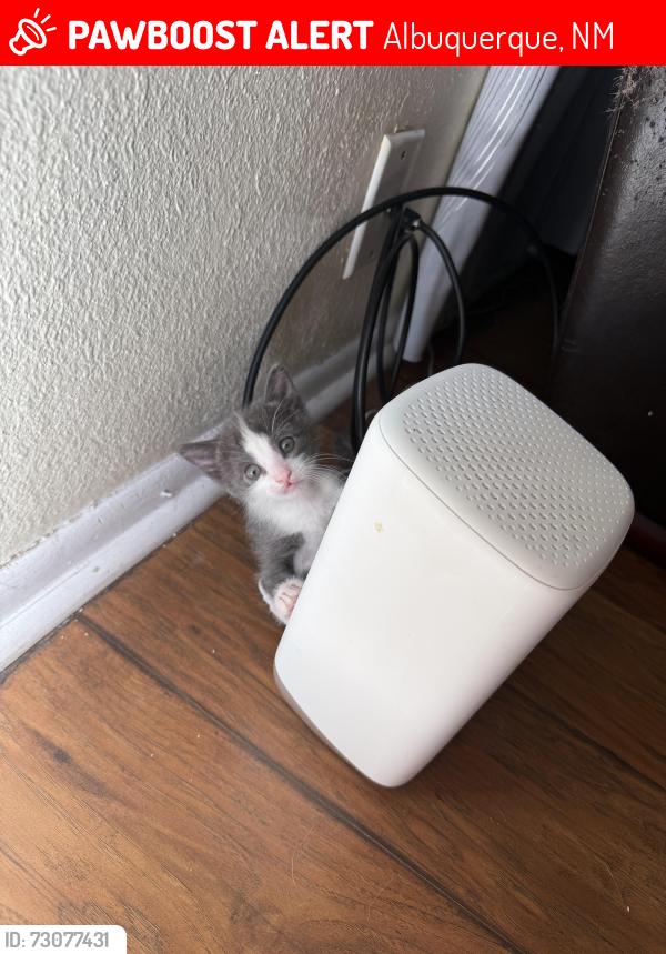 Lost Male Cat last seen Comanche and Carlisle, Albuquerque, NM 87107