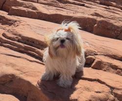Lost Female Dog last seen Coyote run apmts, Palm Springs, CA 92262