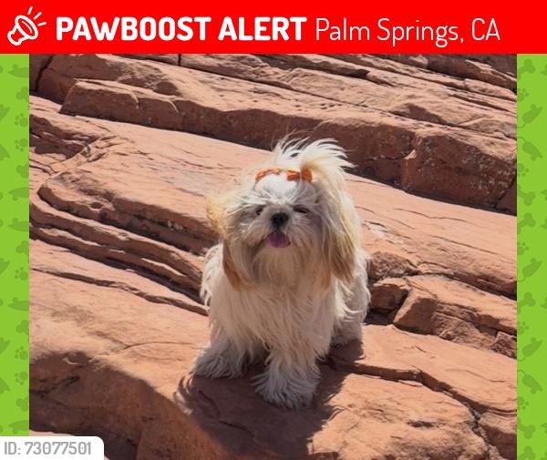 Lost Female Dog last seen Coyote run apmts, Palm Springs, CA 92262