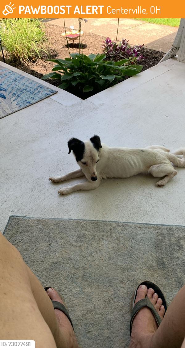 Found/Stray Female Dog last seen Orpheus, Centerville, OH 45685