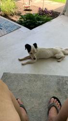Found/Stray Female Dog last seen Orpheus, Centerville, OH 45685