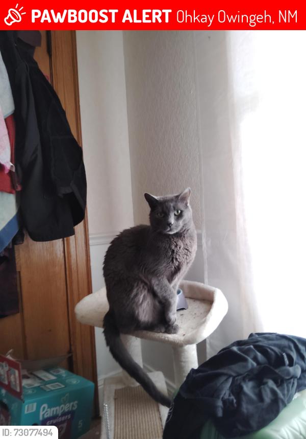 Lost Female Cat last seen Ohkay owingeh headstart school, Ohkay Owingeh, NM 87566