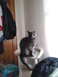 Lost Female Cat last seen Ohkay owingeh headstart school, Ohkay Owingeh, NM 87566