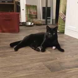 Lost Male Cat last seen Centennial Middle School, Portland, OR 97236