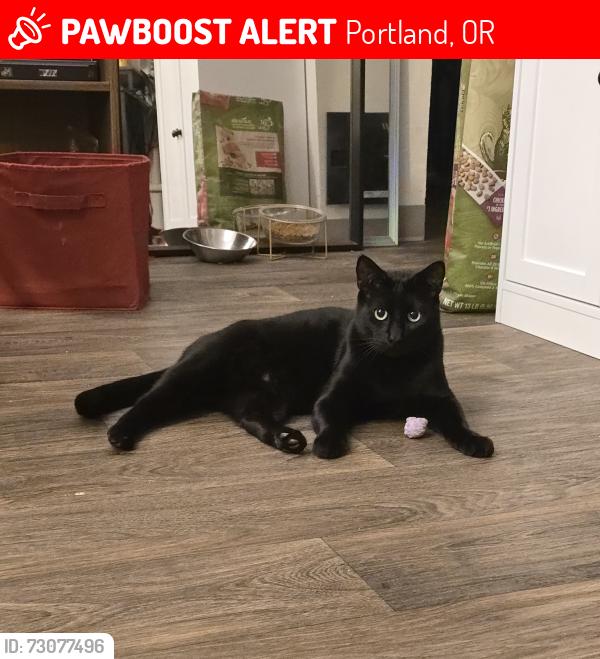 Lost Male Cat last seen Centennial Middle School, Portland, OR 97236
