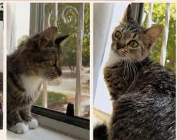 Lost Female Cat last seen Randolph, Huntington Park, CA 90255
