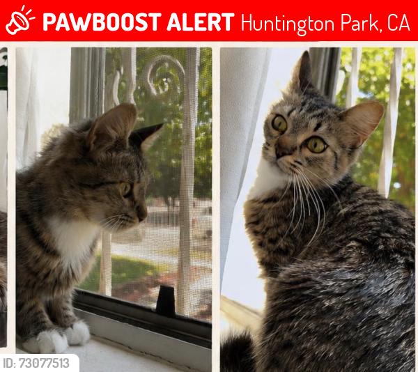Lost Female Cat last seen Randolph, Huntington Park, CA 90255