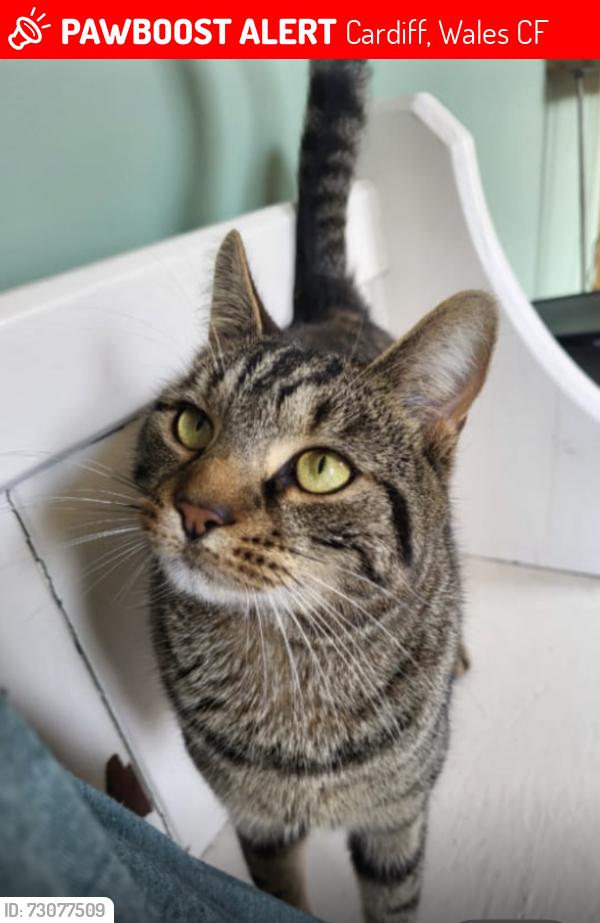 Lost Male Cat last seen Cumberland St in rear garden, Cardiff, Wales CF5