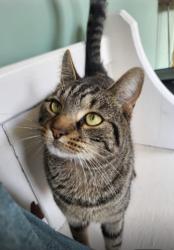 Lost Male Cat last seen Cumberland St in rear garden, Cardiff, Wales CF5
