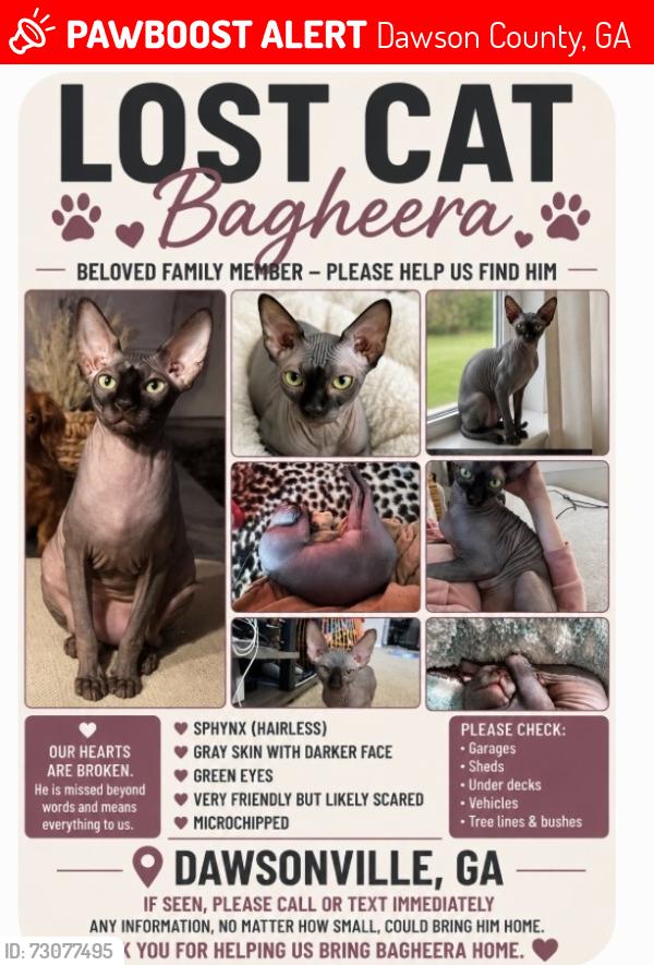 Lost Male Cat last seen Georgia State Route 53 (GA-53 / Elliott Family Parkway), Dawson County, GA 30534