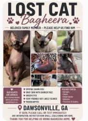 Lost Male Cat last seen Georgia State Route 53 (GA-53 / Elliott Family Parkway), Dawson County, GA 30534