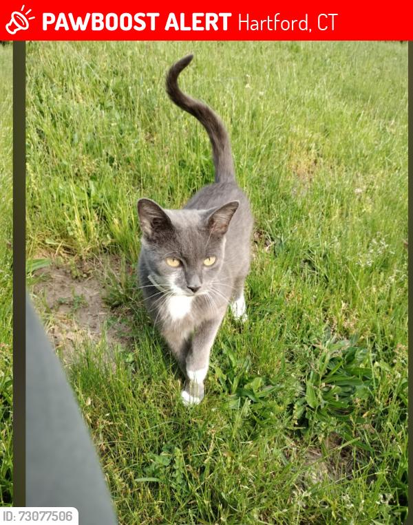 Lost Female Cat last seen Franklin Ave, Goodwin Park, Hartford, CT 06114