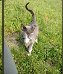 Lost Female Cat last seen Franklin Ave, Goodwin Park, Hartford, CT 06114