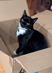 Reunited Male Cat last seen Rose Tree School , Upper Providence Township, PA 19063