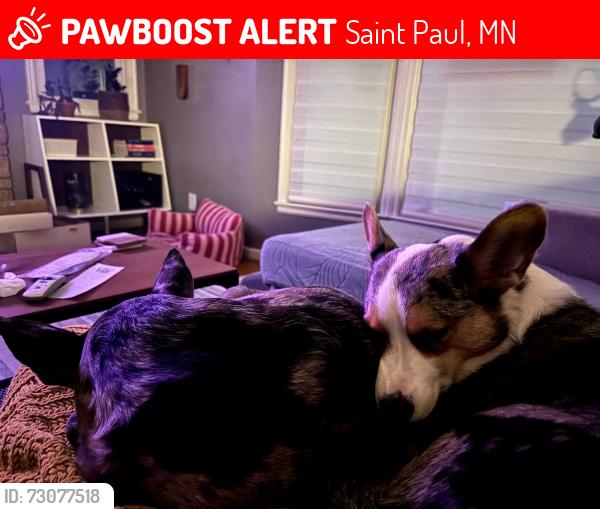 Lost Female Dog last seen ford parkway, Saint Paul, MN 55116