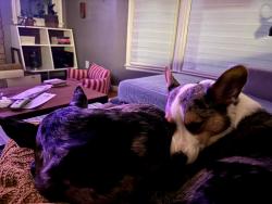 Lost Female Dog last seen ford parkway, Saint Paul, MN 55116