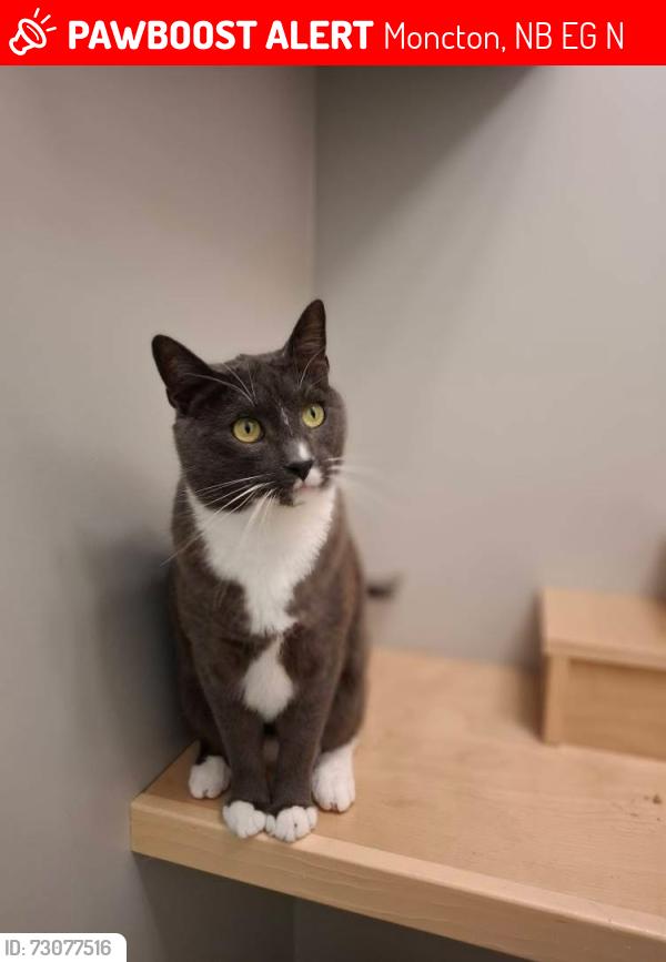 Lost Male Cat last seen Mapleton Park, Moncton, NB E1G 0N3