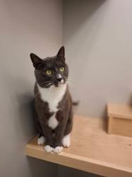 Lost Male Cat last seen Mapleton Park, Moncton, NB E1G 0N3