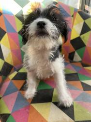 Lost Female Dog last seen Their is a lot, Denver, CO 80239