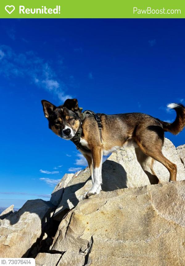 Reunited Male Dog last seen Mission + Silver, San Francisco, CA 94112