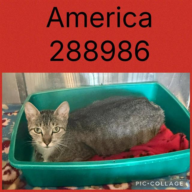 Shelter Stray Female Cat last seen FOSTER RD, 4214 Fulton Mill Rd, Macon, GA 31216, USA