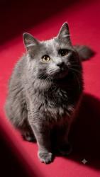 Shelter Stray Male Cat last seen MANOTAK AVE, 2020 Forest St, Jacksonville, FL 32204, USA