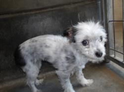 Shelter Stray Female Dog last seen , 11361 W Pico Blvd, Los Angeles, CA 90064, USA