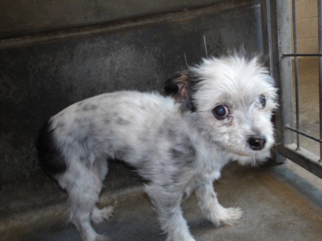 Shelter Stray Female Dog last seen , 11361 W Pico Blvd, Los Angeles, CA 90064, USA