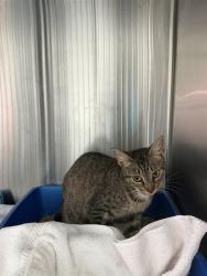 Shelter Stray Female Cat last seen DUBLIN LN, 8311 Freedom Dr, Pearland, TX 77581, USA