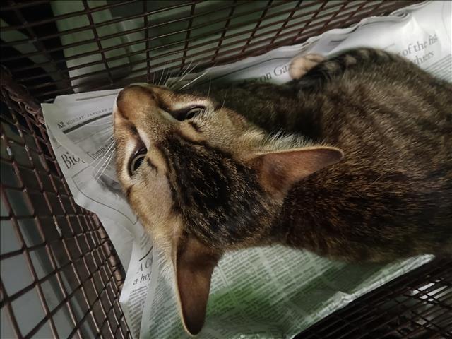 Shelter Stray Male Cat last seen , 1850 W 60th St, Los Angeles, CA 90047, USA