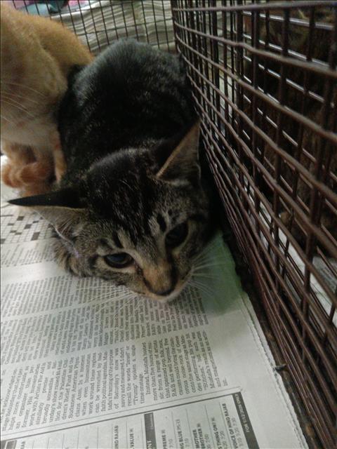 Shelter Stray Female Cat last seen , 1850 W 60th St, Los Angeles, CA 90047, USA