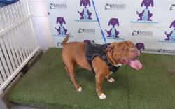 Shelter Stray Male Dog last seen , 2769 Conroy Rd, Orlando, FL 32839, USA