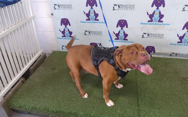 Shelter Stray Male Dog last seen , 2769 Conroy Rd, Orlando, FL 32839, USA