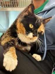 Shelter Stray Female Cat last seen BRIDGE ST AND 5TH, 12155 Park Blvd, Brighton, CO 80601, USA