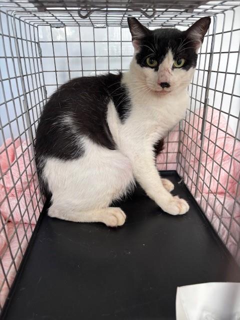 Shelter Stray Male Cat last seen , 232 Eslinger Way, Sanford, FL 32773, USA