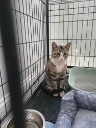 Found/Stray Male Cat last seen Wabansia & Tripp, Chicago, IL 60639