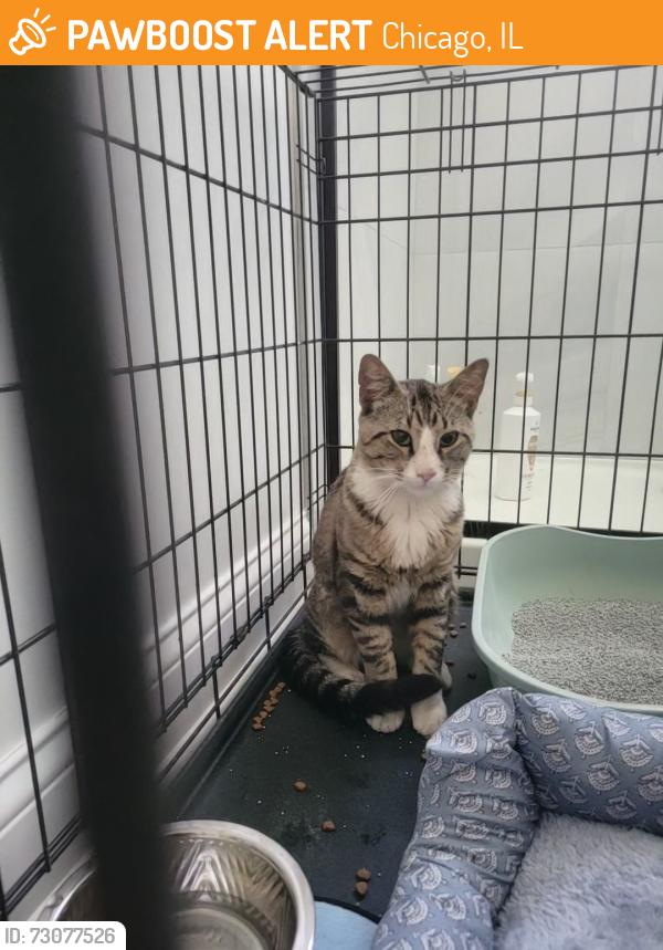 Found/Stray Male Cat last seen Wabansia & Tripp, Chicago, IL 60639