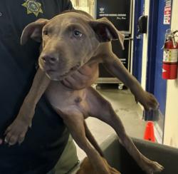 Shelter Stray Male Dog last seen Near BLOCK CENTER ST, BAKERSFIELD CA 93306, 3951 Fruitvale Ave, Bakersfield, CA 93308, USA