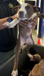 Shelter Stray Male Dog last seen Near BLOCK CENTER ST, BAKERSFIELD CA 93306, 3951 Fruitvale Ave, Bakersfield, CA 93308, USA