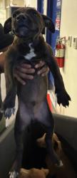 Shelter Stray Male Dog last seen Near BLOCK CENTER ST, BAKERSFIELD CA 93306, 3951 Fruitvale Ave, Bakersfield, CA 93308, USA