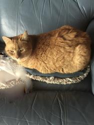 Lost Female Cat last seen Hidden Valley Road and Ponza Lane, Soquel, Soquel, CA 95073